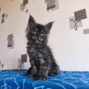chaton Maine coon black smoke Aphrodite Chatterie Tsuki Araiguma chaton Maine coon black smoke Aphrodite Chatterie Tsuki Araiguma