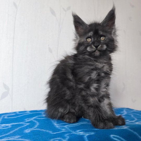 Aphrodite Femelle Maine coon