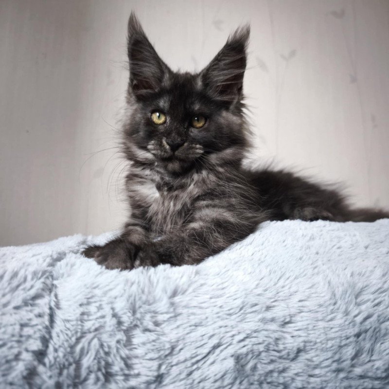 Aphrodite Femelle Maine coon