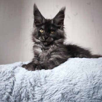 chaton Maine coon black smoke Aphrodite Chatterie Tsuki Araiguma chaton Maine coon black smoke Aphrodite Chatterie Tsuki Araiguma