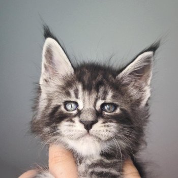 chaton Maine coon black silver blotched tabby Apolo Chatterie Tsuki Araiguma chaton Maine coon black silver blotched tabby Apolo Chatterie Tsuki Araiguma