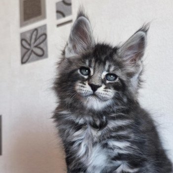 chaton Maine coon black silver blotched tabby Apolo Chatterie Tsuki Araiguma chaton Maine coon black silver blotched tabby Apolo Chatterie Tsuki Araiguma