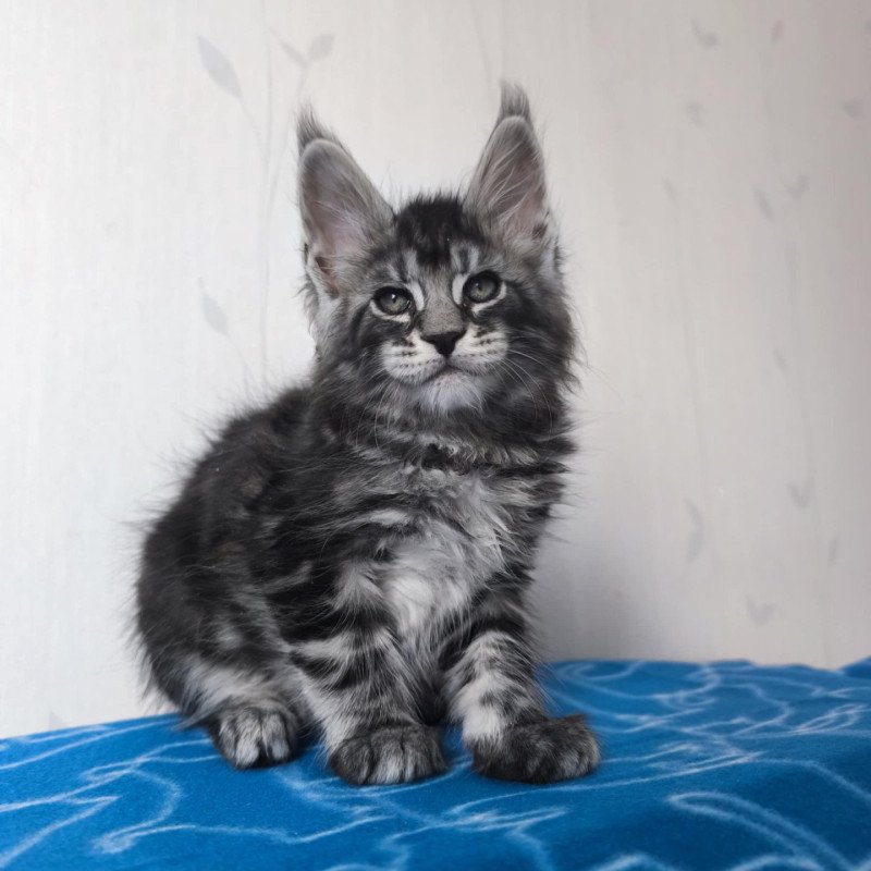 Apolo Mâle Maine coon