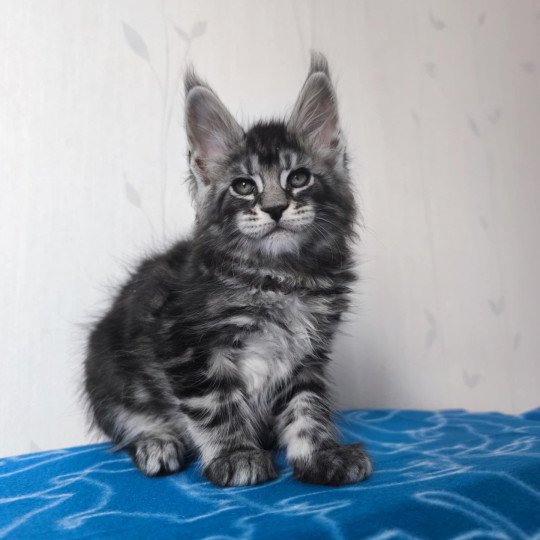 Apolo Mâle Maine coon
