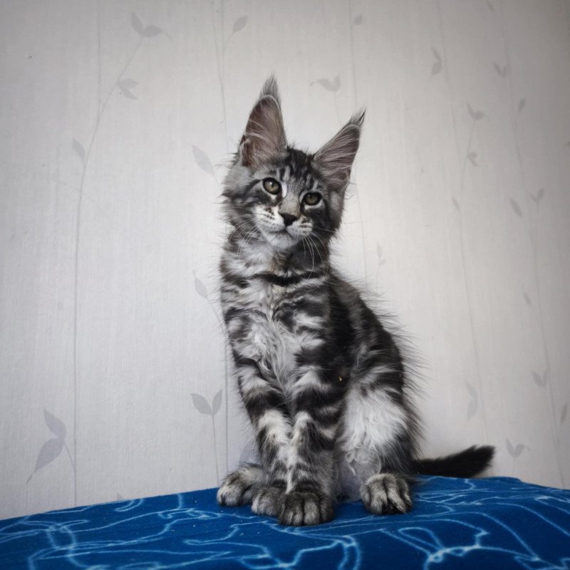 Apolo Mâle Maine coon