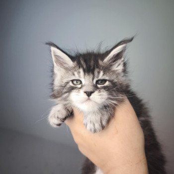 chaton Maine coon black silver blotched tabby Ariyane Chatterie Tsuki Araiguma chaton Maine coon black silver blotched tabby Ariyane Chatterie Tsuki Araiguma