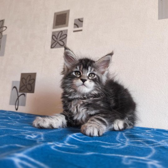 Ariyane Femelle Maine coon
