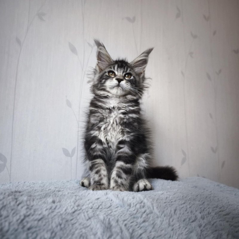 Ariyane Femelle Maine coon