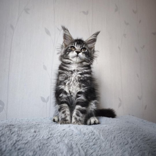 Ariyane Femelle Maine coon