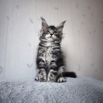 chaton Maine coon black silver blotched tabby Ariyane Chatterie Tsuki Araiguma chaton Maine coon black silver blotched tabby Ariyane Chatterie Tsuki Araiguma