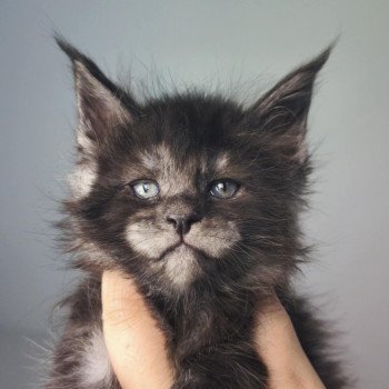 chaton Maine coon black smoke Artémis Chatterie Tsuki Araiguma chaton Maine coon black smoke Artémis Chatterie Tsuki Araiguma