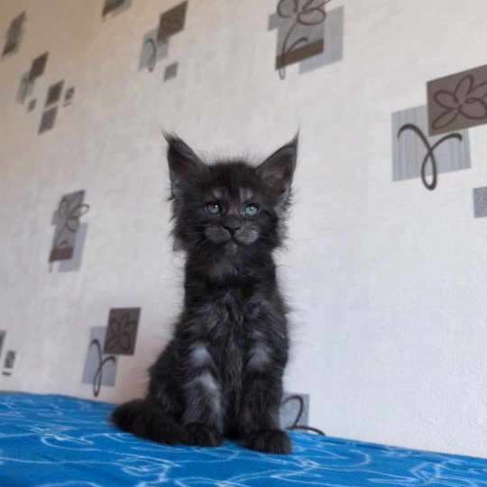 Artémis Femelle Maine coon