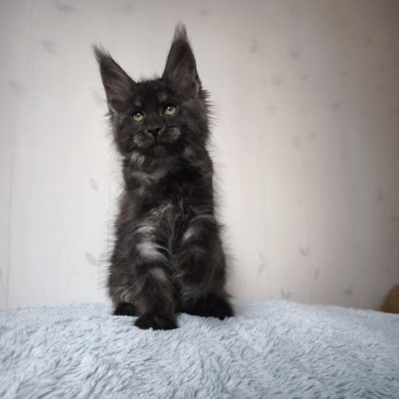 Artémis Femelle Maine coon