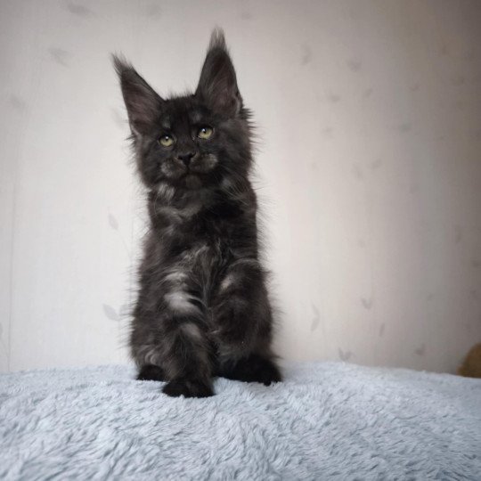 Artémis Femelle Maine coon