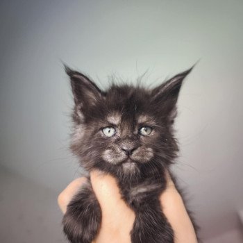 chaton Maine coon black smoke Athéna Chatterie Tsuki Araiguma chaton Maine coon black smoke Athéna Chatterie Tsuki Araiguma