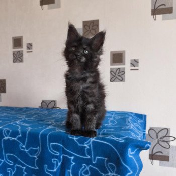chaton Maine coon black smoke Athéna Chatterie Tsuki Araiguma chaton Maine coon black smoke Athéna Chatterie Tsuki Araiguma