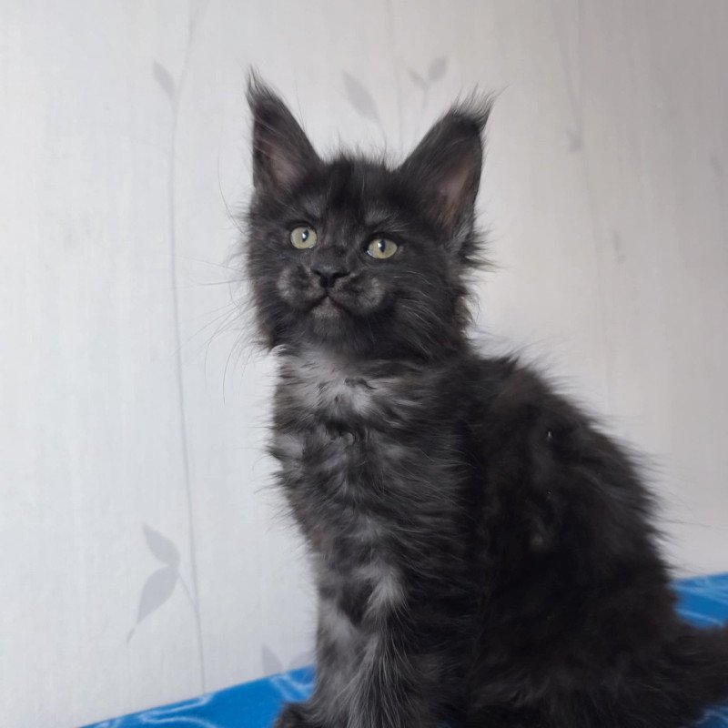 Athéna Femelle Maine coon