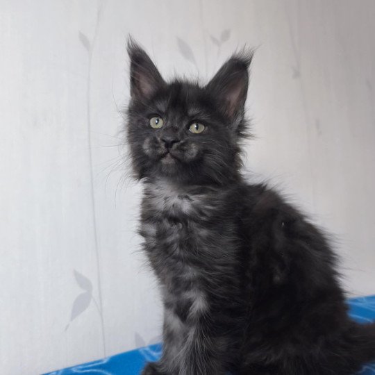 Athéna Femelle Maine coon