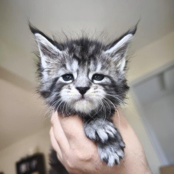 chaton Maine coon black silver blotched tabby Abbie Chatterie Tsuki Araiguma chaton Maine coon black silver blotched tabby Abbie Chatterie Tsuki Araiguma
