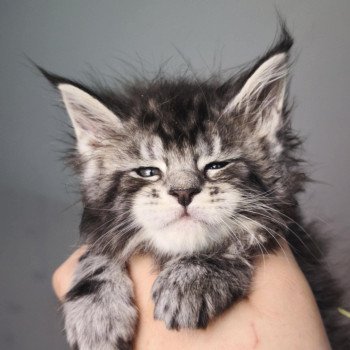 chaton Maine coon black silver blotched tabby Abbie Chatterie Tsuki Araiguma chaton Maine coon black silver blotched tabby Abbie Chatterie Tsuki Araiguma
