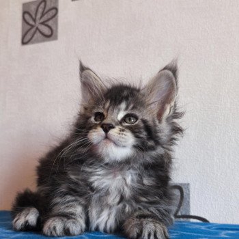 chaton Maine coon black silver blotched tabby Abbie Chatterie Tsuki Araiguma chaton Maine coon black silver blotched tabby Abbie Chatterie Tsuki Araiguma