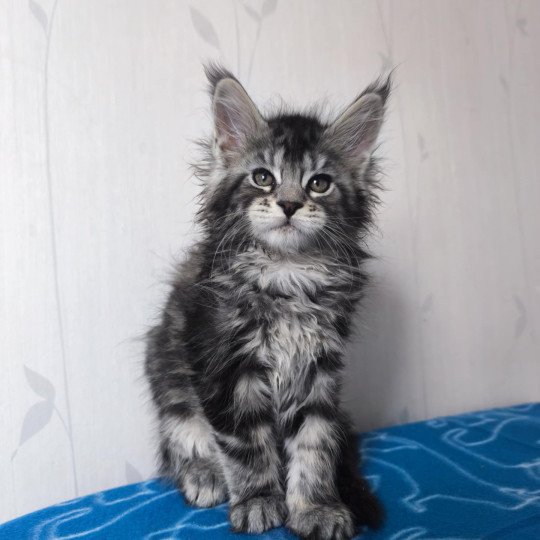 Abbie Femelle Maine coon