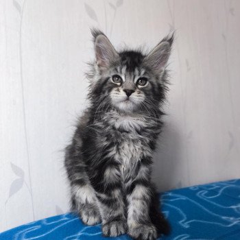 chaton Maine coon black silver blotched tabby Abbie Chatterie Tsuki Araiguma chaton Maine coon black silver blotched tabby Abbie Chatterie Tsuki Araiguma