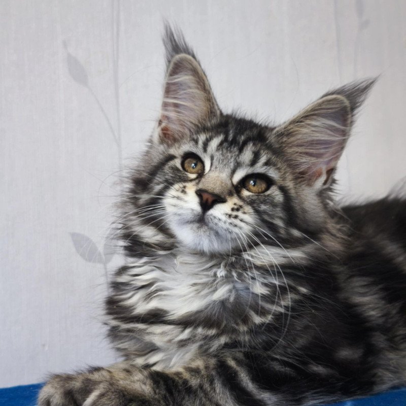 Abbie Femelle Maine coon