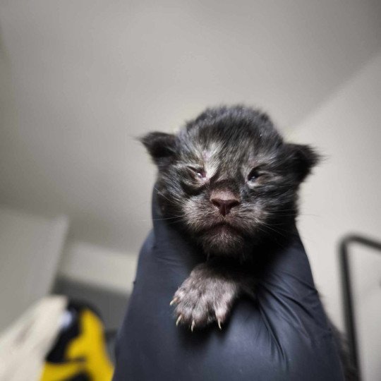 chaton Maine coon black smoke Azazel Chatterie Tsuki Araiguma