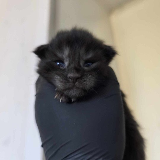 chaton Maine coon black smoke Azazel Chatterie Tsuki Araiguma