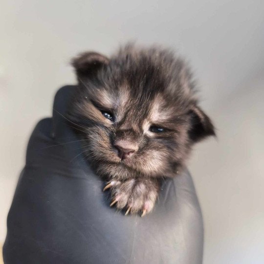 chaton Maine coon black smoke Azazel Chatterie Tsuki Araiguma