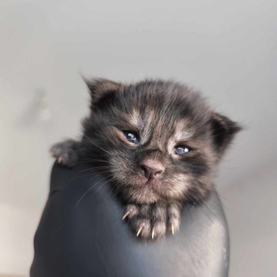 chaton Maine coon black smoke Azazel Chatterie Tsuki Araiguma
