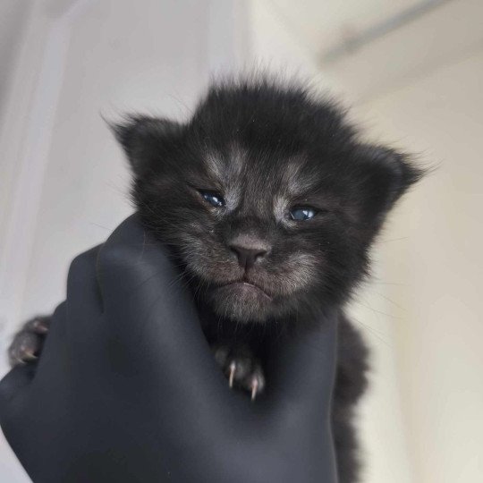 chaton Maine coon black smoke Azazel Chatterie Tsuki Araiguma