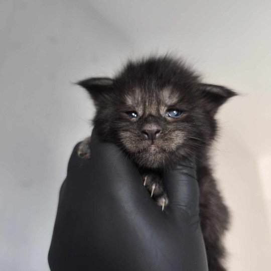 chaton Maine coon black smoke Azazel Chatterie Tsuki Araiguma