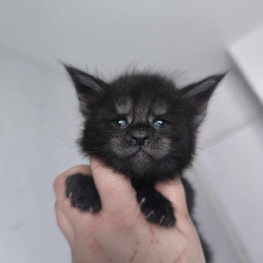 chaton Maine coon black smoke Azazel Chatterie Tsuki Araiguma