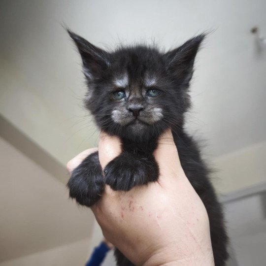 chaton Maine coon black smoke Azazel Chatterie Tsuki Araiguma