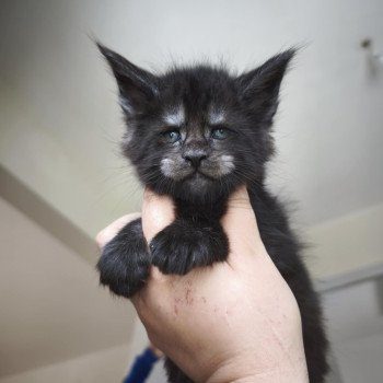 chaton Maine coon black smoke Azazel Chatterie Tsuki Araiguma chaton Maine coon black smoke Azazel Chatterie Tsuki Araiguma