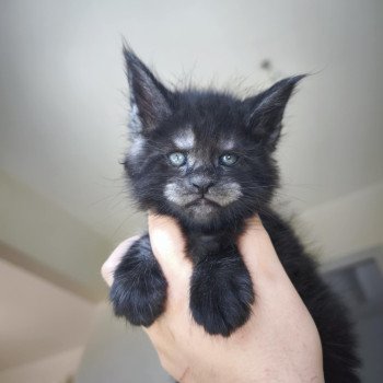 chaton Maine coon black smoke Azazel Chatterie Tsuki Araiguma chaton Maine coon black smoke Azazel Chatterie Tsuki Araiguma