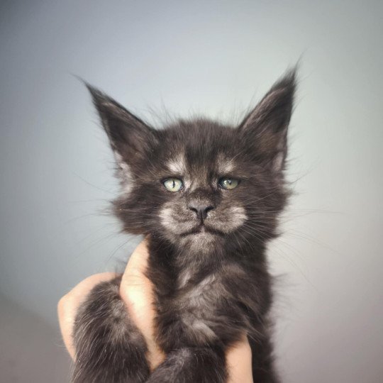 chaton Maine coon black smoke Azazel Chatterie Tsuki Araiguma