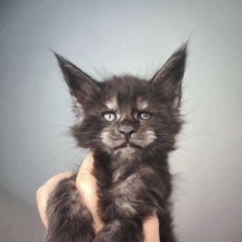 chaton Maine coon black smoke Azazel Chatterie Tsuki Araiguma chaton Maine coon black smoke Azazel Chatterie Tsuki Araiguma
