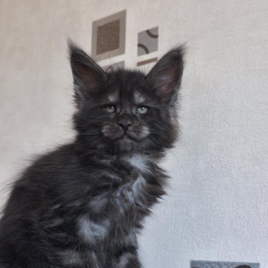 Azazel Mâle Maine coon