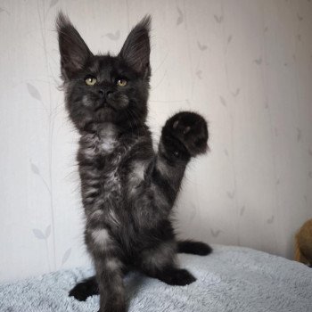 chaton Maine coon black smoke Azazel Chatterie Tsuki Araiguma chaton Maine coon black smoke Azazel Chatterie Tsuki Araiguma