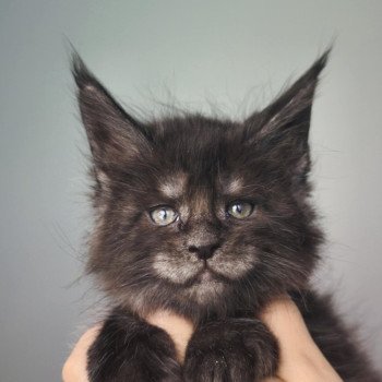 chaton Maine coon black smoke Azrael Chatterie Tsuki Araiguma chaton Maine coon black smoke Azrael Chatterie Tsuki Araiguma