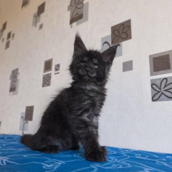 chaton Maine coon black smoke Azrael Chatterie Tsuki Araiguma chaton Maine coon black smoke Azrael Chatterie Tsuki Araiguma