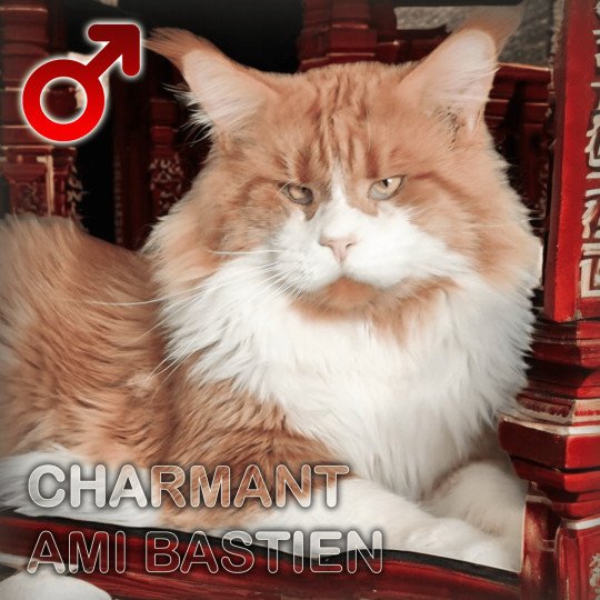 Bastien Mâle Maine coon
