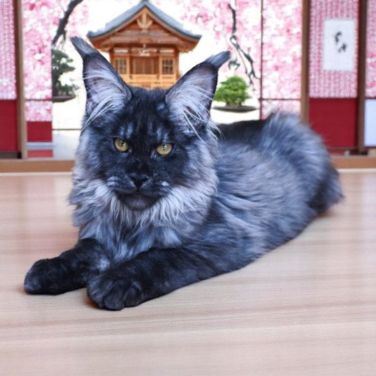chat Maine coon black smoke GYO KOKUEN Chatterie Tsuki Araiguma