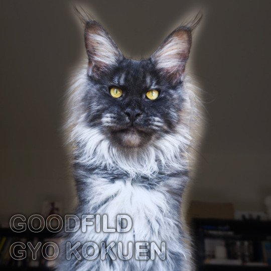 GYO Mâle Maine coon