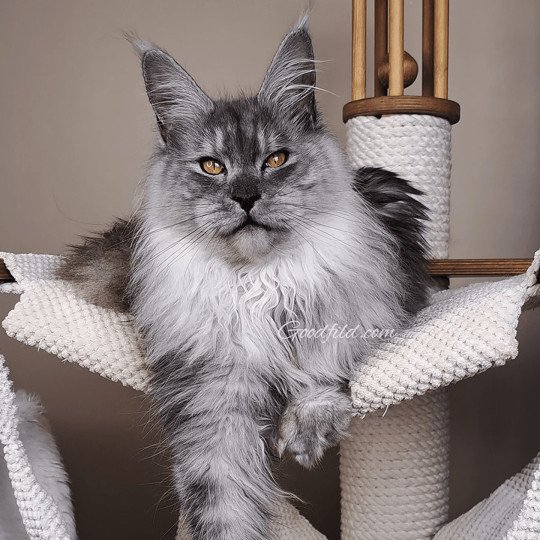 Goodfild Ivetta Femelle Maine coon Goodfild Ivetta Femelle Maine coon