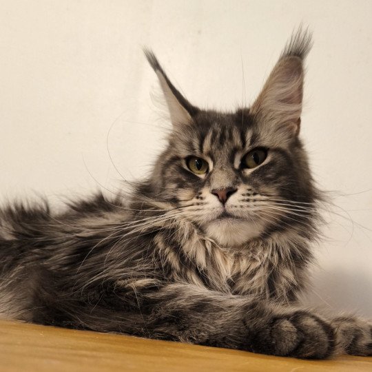 Tsuki Araiguma's Tharja Femelle Maine coon
