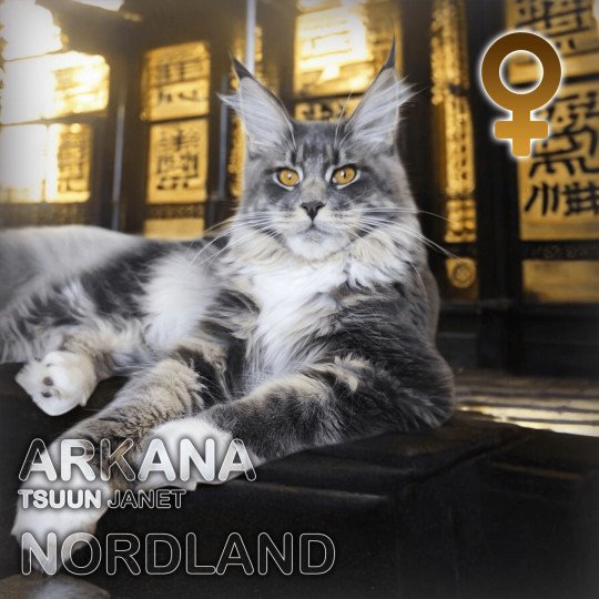 Arkana Femelle Maine coon